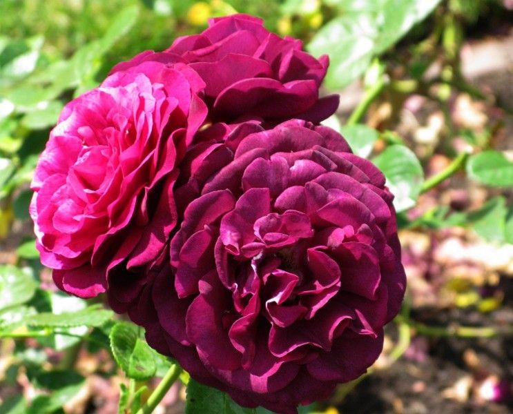  photo 4TwilightZoneatsjmunigardcarruth13IMG_120271gamma_zps2527bef0.jpg